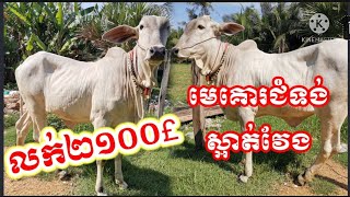 (គោរលក់បាត់ហើយ) មេជំទង់ស្អាត់វង់ត្រកូលល្អចិញ្ចឹមពិតជាចំណេញ (លេខសំគាល់c1)​