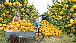 Use Truck To Harvest Many Grapefruit and Go To The Country Market Sell. My Farm Đào