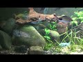 unboxing new fish rainbowfish apistogramma dwarf cichlid featherfins loaches