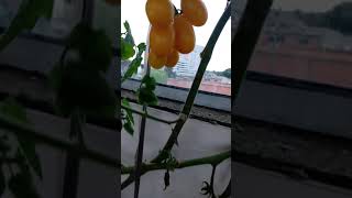 Tomate Pêra Amarelo