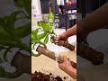 観葉植物をインテリア風にお洒落に植替える方法😍ドラセナマッサン 観葉植物育て方 観葉植物 観葉植物インテリア 観葉植物のある暮らし 植え替え ドラセナ インテリアグリーン