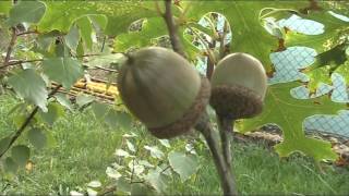 Awesome acorns of Quercus coccinea