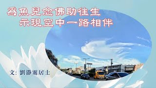 為魚兒念佛助往生, 示現空中一路相伴!｜文：劉瀞霙居士