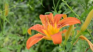 Wild Lily Flower