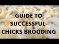 CHICKS BROODING ||GUIDE TO SUCCESSFUL CHICKS BROODING || CHICKS BROODING MANAGEMENT TIPS