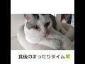 食後のまったりタイム。おだんごは最近お疲れ気味です。 猫 ねこ 猫好き cat ねこ動画 music