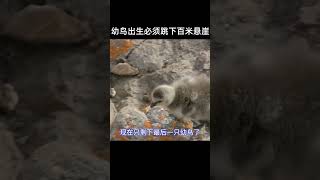 幼鳥出生必須跳下百米懸崖幸運者才能活下來