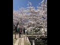 京都市 哲学の道 桜 満開 桜並木 名所 【kyoto cherry tree in full bloom】