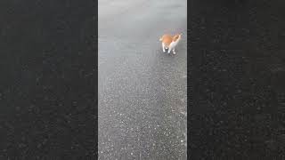 ボス猫らしく堂々と歩く茶白猫　　　　　#shorts