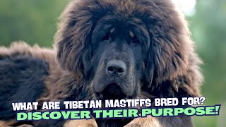 What Are Tibetan Mastiffs Bred For?🏔️