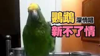 鸚鵡悲唱《新不了情》💔深情高歌彷彿苦戀過｜寵物｜萌寵｜精選影片