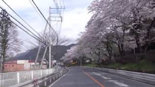 [drive japan]きれいな桜 埼玉県秩父市 国道140号線 秩父鉄道武州日野駅前の風景(Saitama Chichibu Sakura)