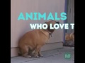 Animals love party hh