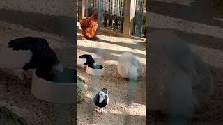 かわいい鳥さん達大集合Many cute birds #birds #cute #zoo #かわいい#鳥 #癒される #平和