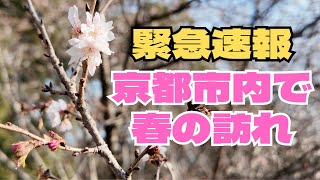 [1月14日]京都市内でもう梅の開花が！例年より早い京都御所(京都御苑)の春の訪れ