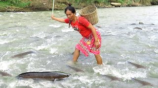 Quickly chase fish in the river to cook food for dogs and chickens - Animals enjoy her.