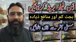 Dunfallow Breed krwaen|| Sasti Offer|| How to Start lovebirds setup|| Best Buisness in 2025||