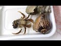 i gave a new home to the naked hermit crab who lost his home