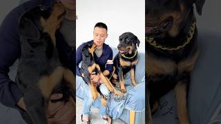 这个小坨不得了，年纪不大一身反骨 #一坨 #rottweiler #罗威纳 #罗威纳护卫犬 #pets #funny #萌宠 #向威 #向威和一坨 #Yituo