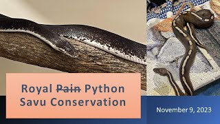 Random Thursday: Royal Pain, Savu Conservation