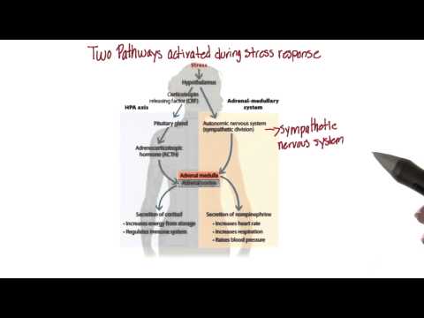 What is another term for stress response?
