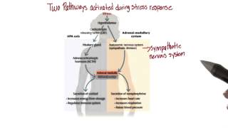 Two pathways for stress response - Intro to Psychology