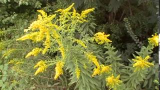 Goldenrod and its uses