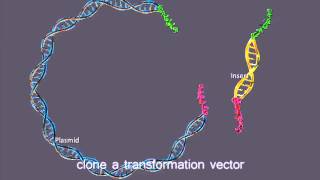 Molecular Cloning Lab