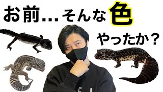 【驚愕】ブラックナイトの現実をお見せします