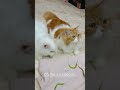 billu is too good😂🤣 cat catcomedy viralcat catvideo