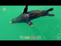 facts about sea animals shark turtle whale fish sea animals sounds