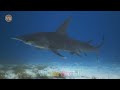 facts about sea animals shark turtle whale fish sea animals sounds