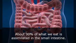 Interesting PSYCHOLOGICAL FACTS ABOUT Human INTESTINES (Part 10).