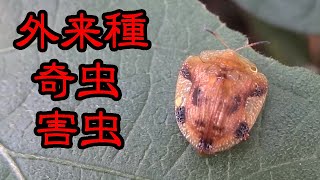 アサガオを食い荒らす外来の奇虫が大発生！ヤバい！