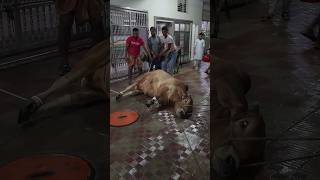 grounding #qurbanistatus #reels #shortvideo #kurbani #cow #bull #grounding