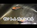 100匹以上に繁殖！ミナミヌマエビの儀式　shrimp