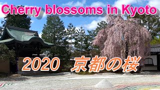 【圧巻】2020 京都の桜 　醍醐寺・高台寺の枝垂桜ほか　Cherry blossoms in Kyoto　1080ｐ60