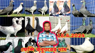 স্প্যানিশ পটার কবুতরের দাম || সবচেয়ে কম দামে কবুতর কিনুন