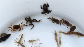 日本の川の上流にいる生き物達を捕獲して観察。カニ、カエル、エビ、小魚。