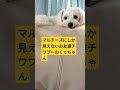 【預かり犬動画】マルチーズにみえるお友達チワプーのくぅちゃん　 ミックス犬 チワワ トイプードル mix チワプー チワプーのくぅちゃん おりこうさん お昼寝