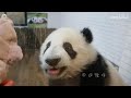 【panda】giant panda runyue the glass is dirty and affects my appearance i lick it