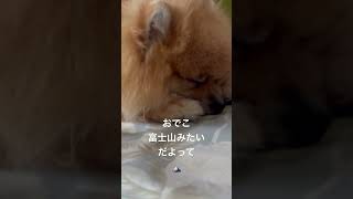 2歳ポメラニアン空太の成長日記〜早朝からママがボクの顔を見て笑う理由はね...😿〜#2024.7.2#shorts#ポメラニアン#ポメラニアン空太#癒し#もふもふ#いぬのきもち#夏の早朝