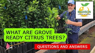 You Can Grow Grove Quality Citrus Trees At Home!