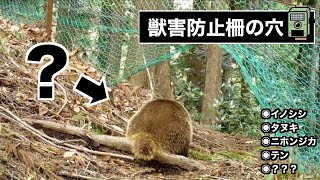 【トレイルカメラ】正体不明の動物現る！獣害防止柵の穴にカメラを仕掛けてみた。【センサーカメラ】