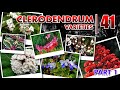 CLERODENDRUM VARIETIES | Bunga Nona Makan Sirih | World Plant id | Nama Tanam Tanaman | Tanaman Hias