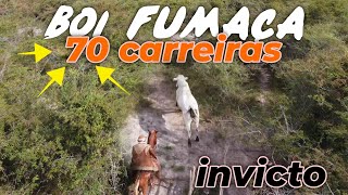 Boi Fumaça 70 carreiras Invicto -  O Boi com mais Carreiras Oficial no Brasil