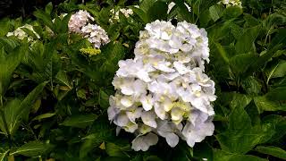 南投.竹山【 杉林溪繡球花季】花卉中心