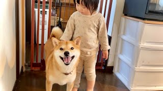 2歳娘のなでなでに、柴犬さんが心を開いてくれるようになってきた