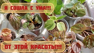 #мояколлекция #пеперомия Новинки | Я заболела пеперомоманией!!!