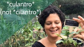 How to grow recao / CULantro outside of the tropics